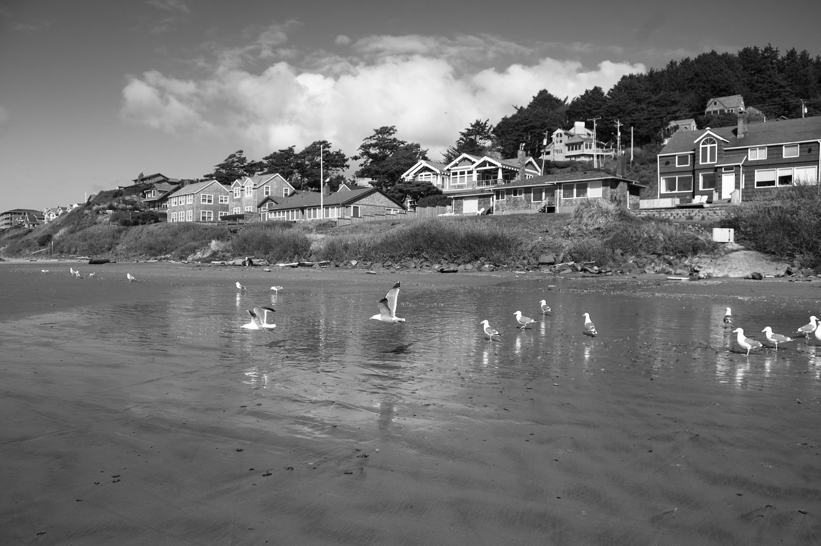 Black-and-white beach scene with gulls on wet sand and houses along the shore