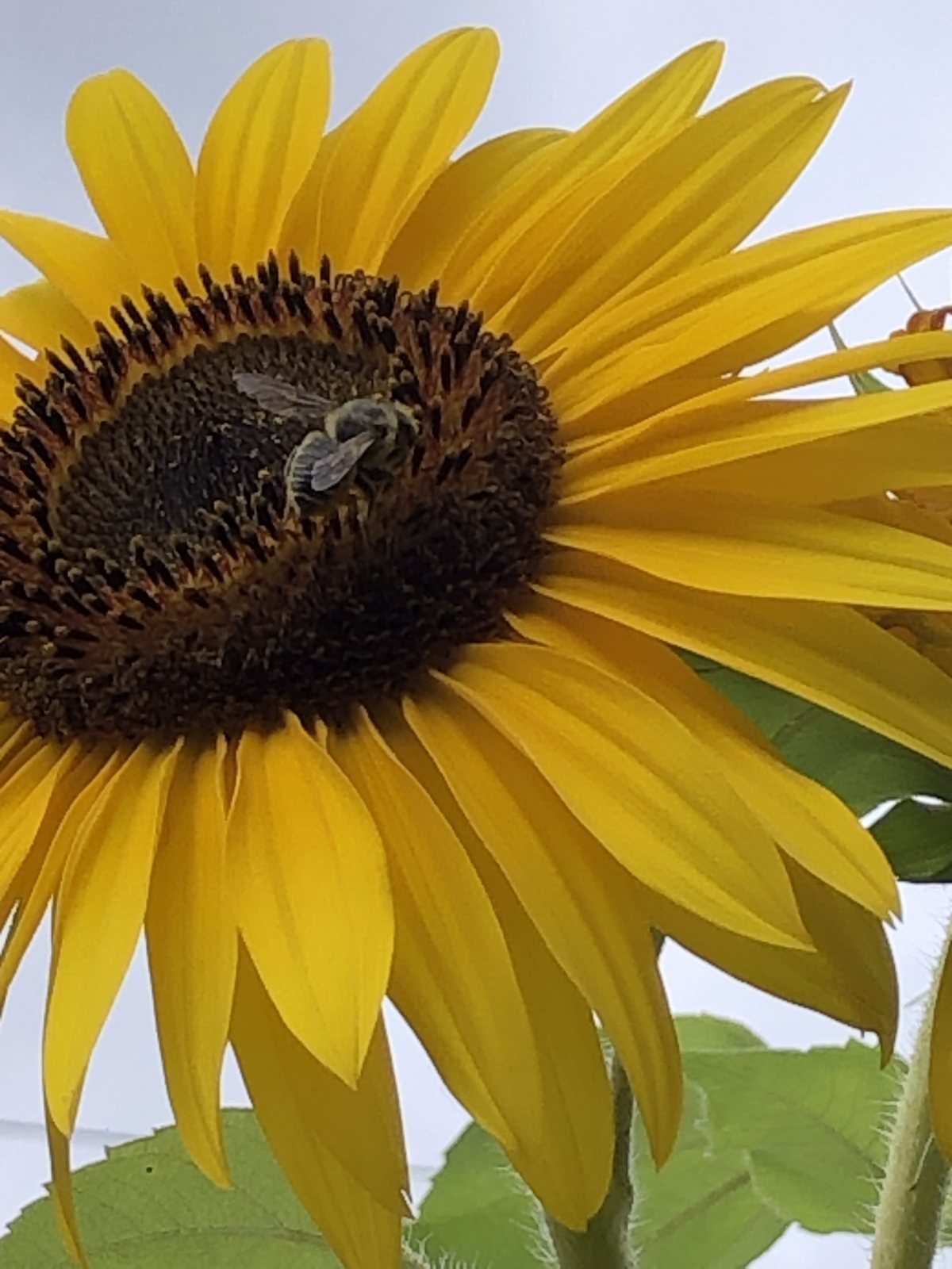 A bumblebee foraging on the centre of a bright sunflower