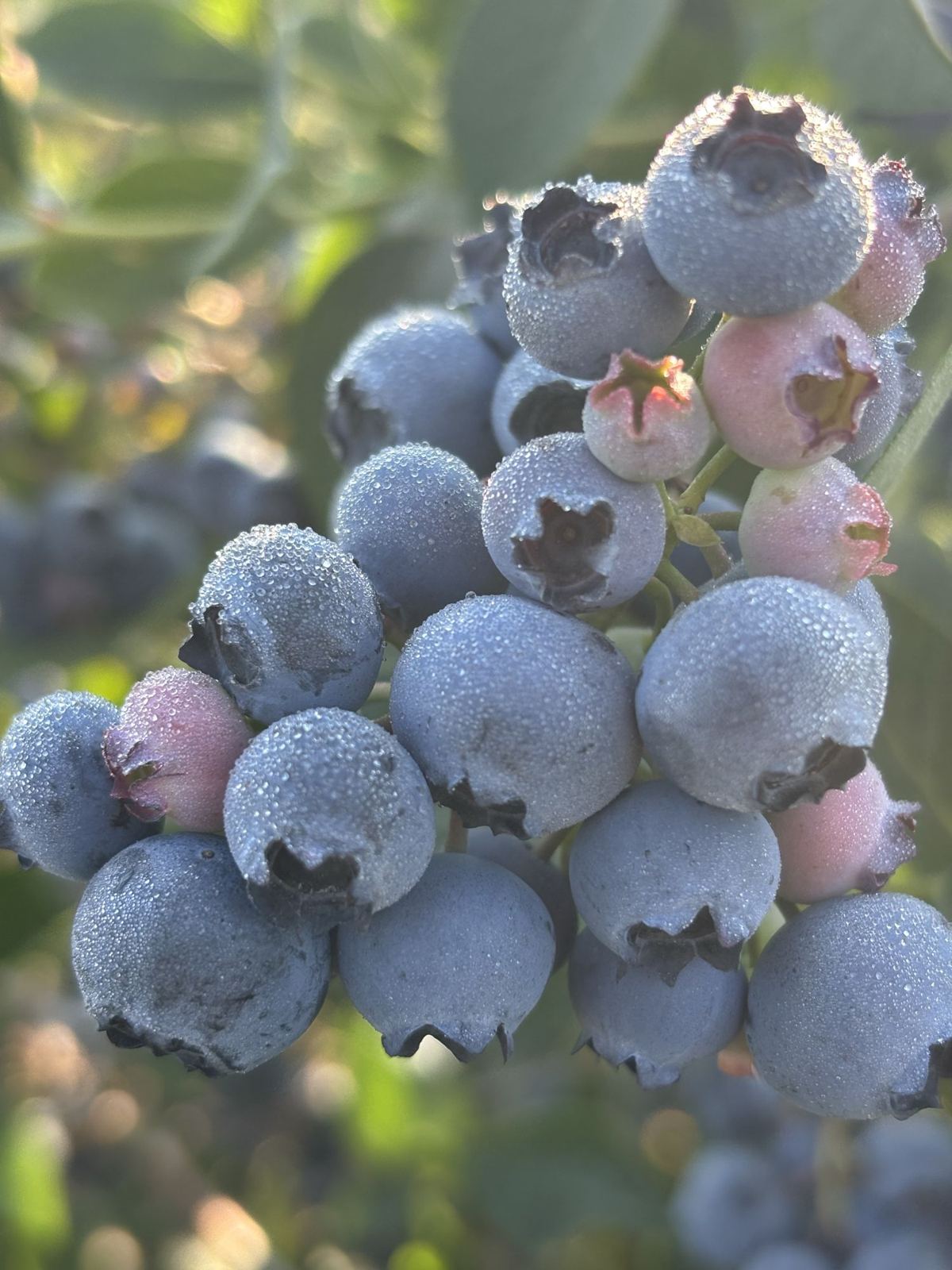 Close-up of a cluster of dusty blue ripening blueberries