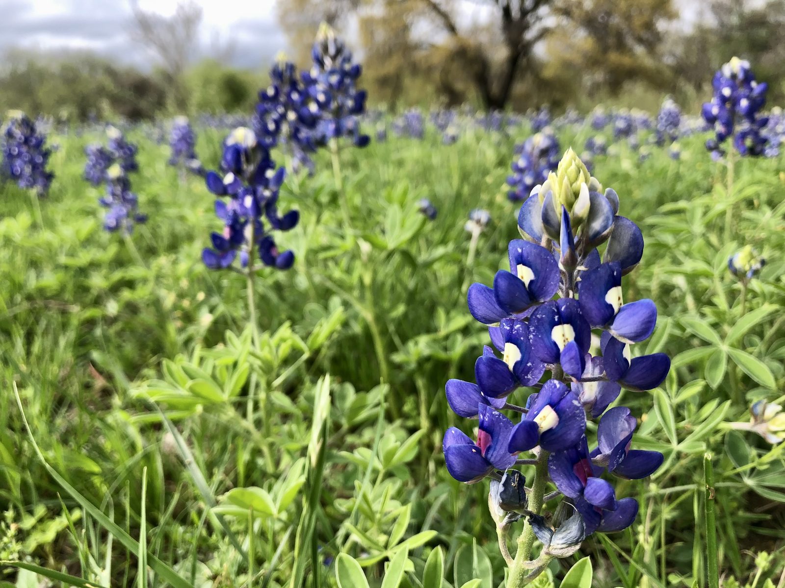A field of blue bluebonnet wildflowers in spring grass