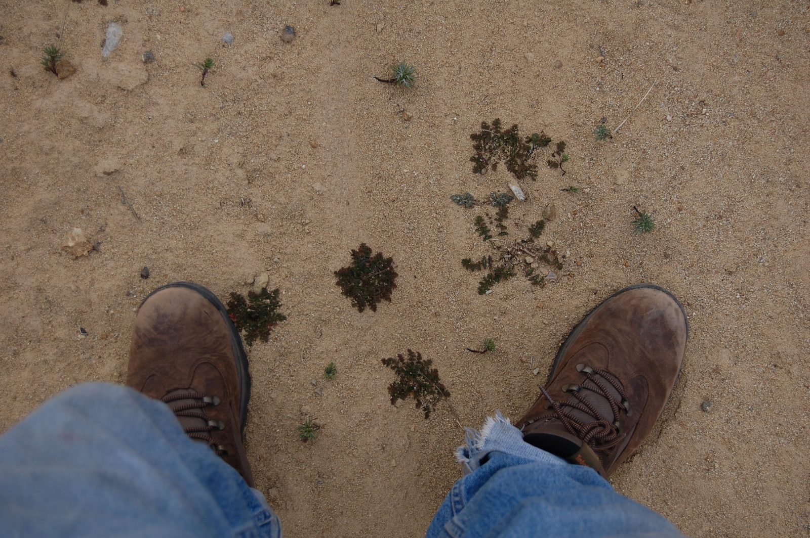 Looking down at worn leather boots on sandy soil dotted with tiny plants