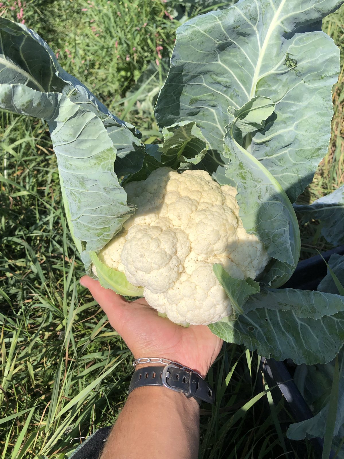A freshly grown head of cauliflower cradled in hand among its broad leaves