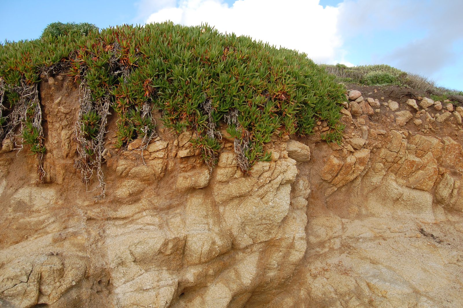 A sandstone cliff edge crowned with green and red ice plant against blue sky