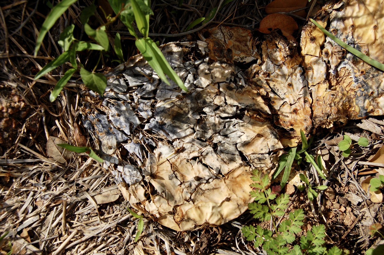 A prickly pear pad decomposing back into the soil among grasses and seedlings