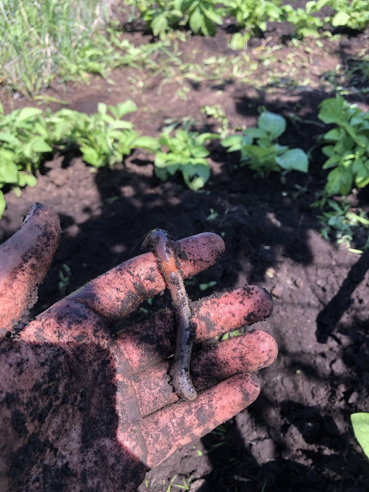 An earthworm resting across a soil-covered hand above a bed of potato plants