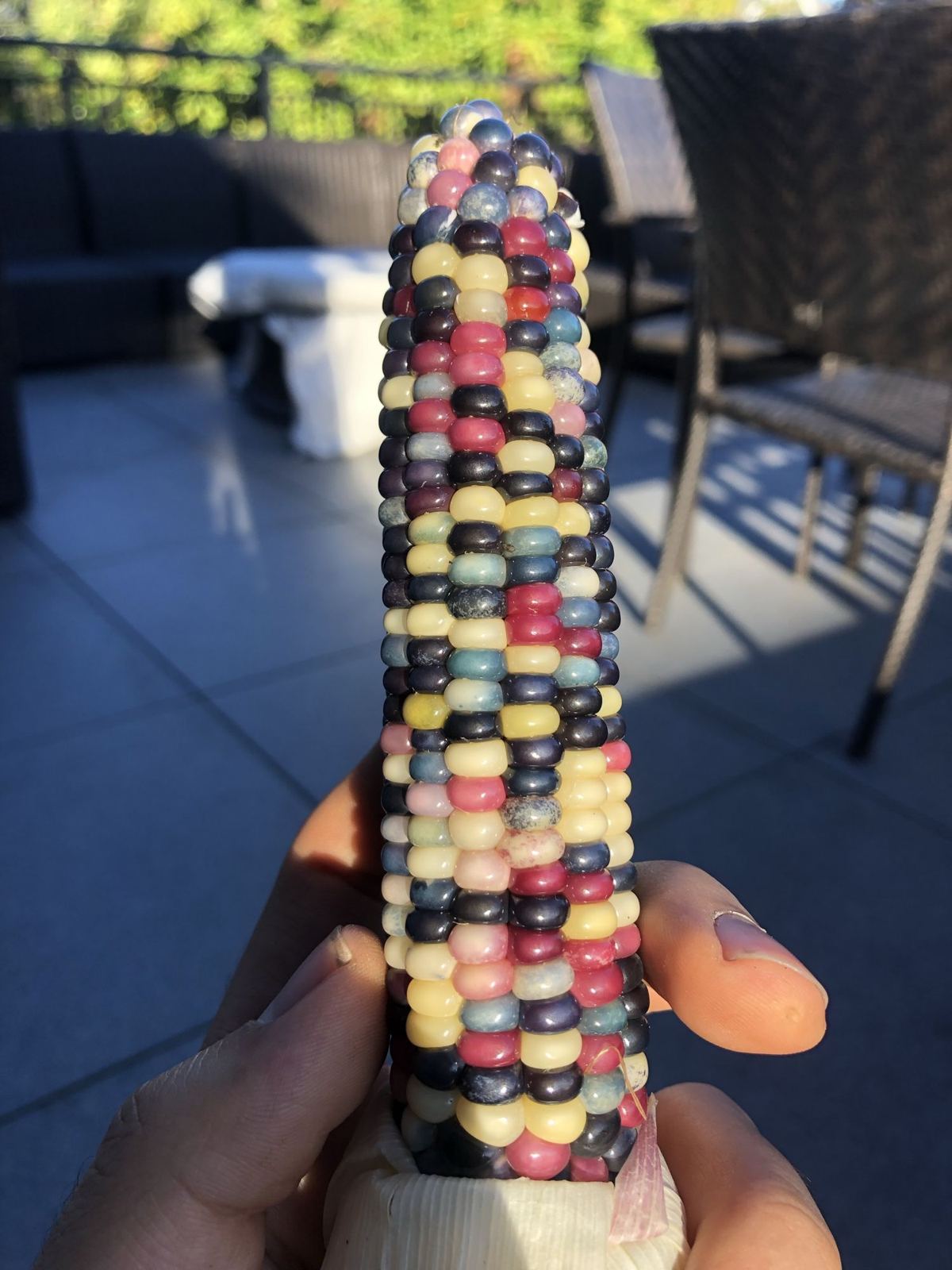 Glass gem corn glowing in evening light