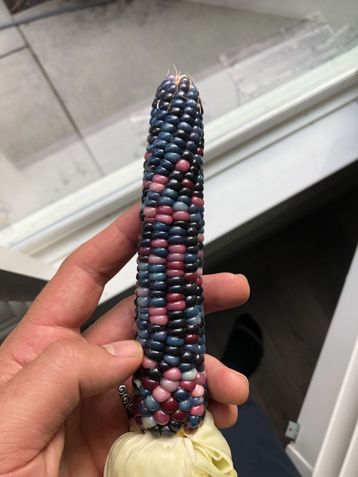 A cob of jewel-toned glass gem corn held in hand