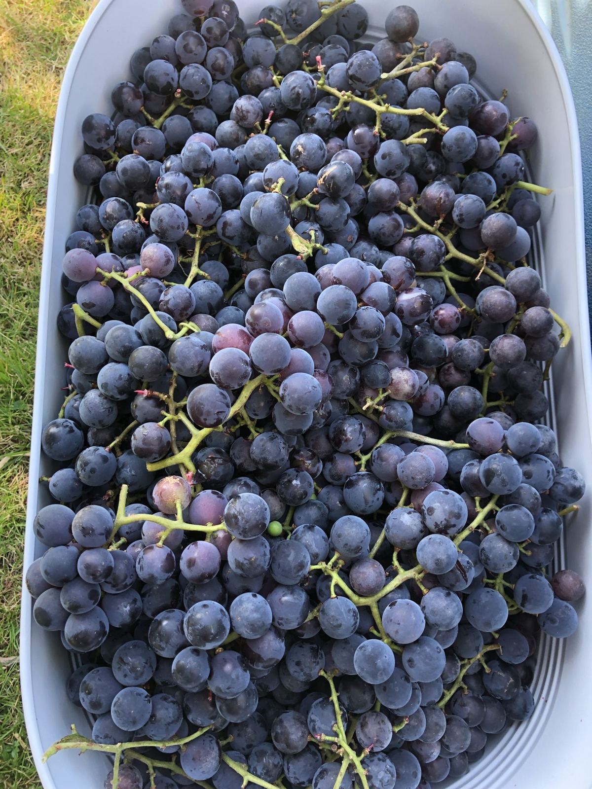 A tub piled high with freshly harvested dark grapes