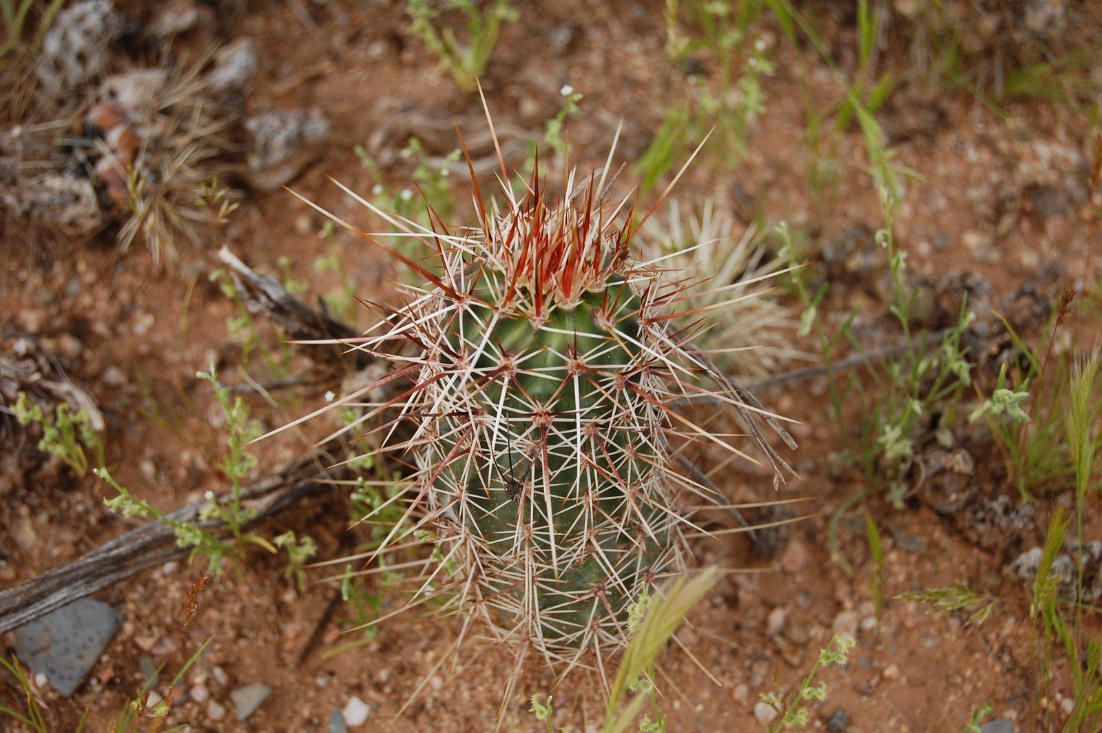 A small spiny hedgehog cactus growing from red desert soil