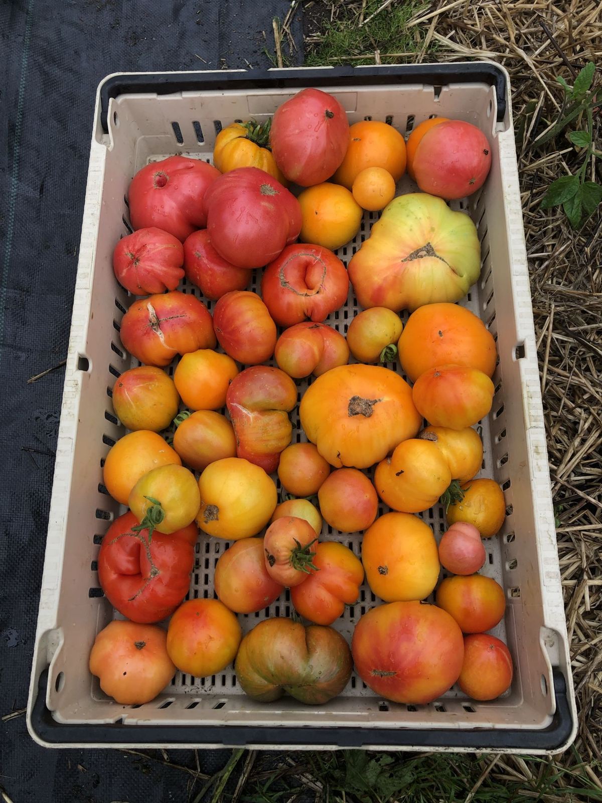 A crate full of ripe heirloom tomatoes in reds, oranges and yellows