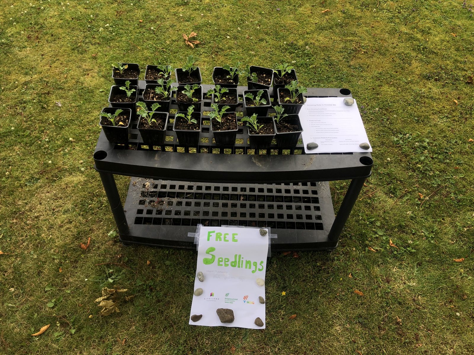 A small shelf of kale seedlings on the grass with a hand-drawn Free Seedlings sign and a growing guide