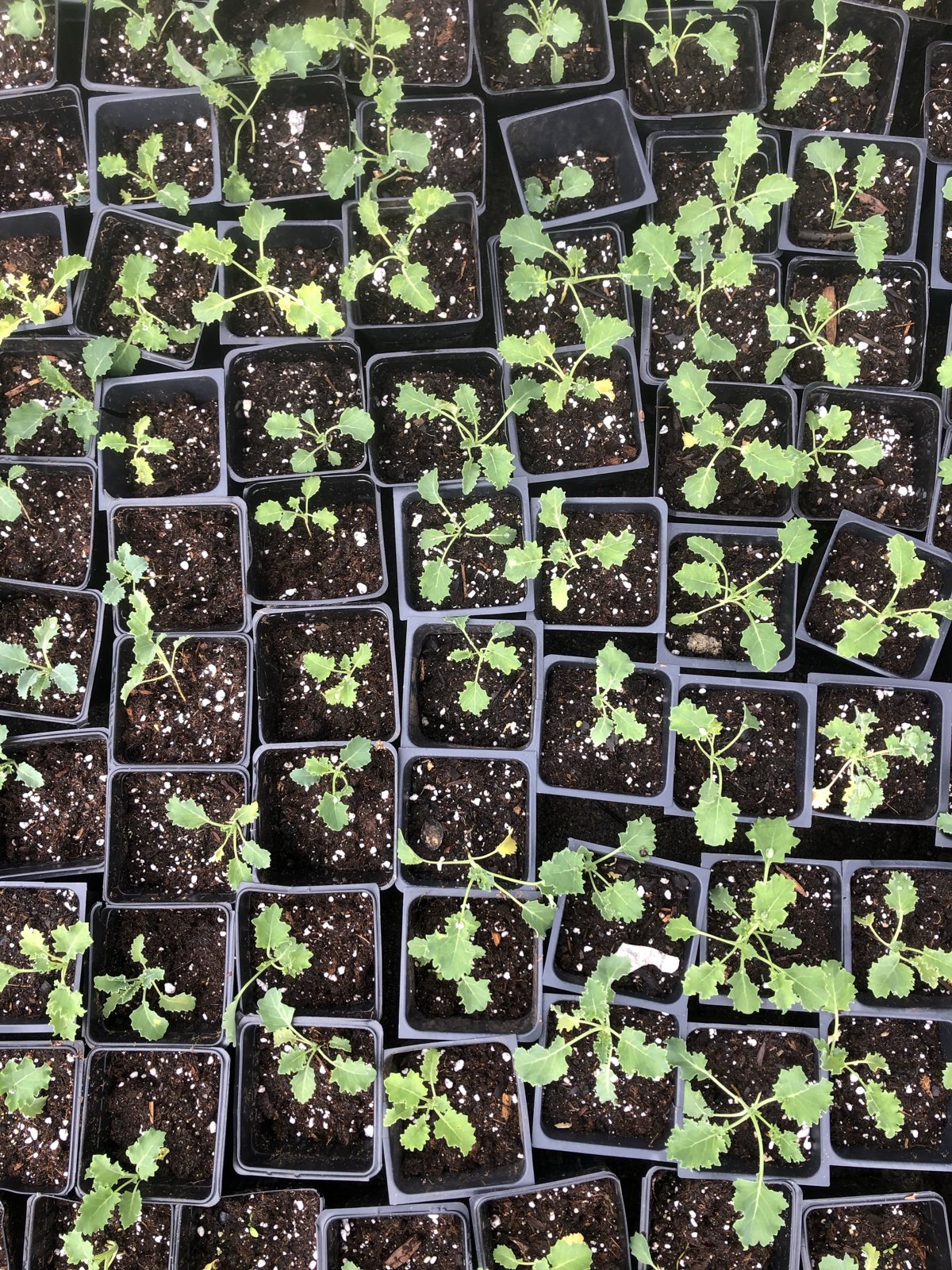 Looking down on rows of young kale seedlings in square pots