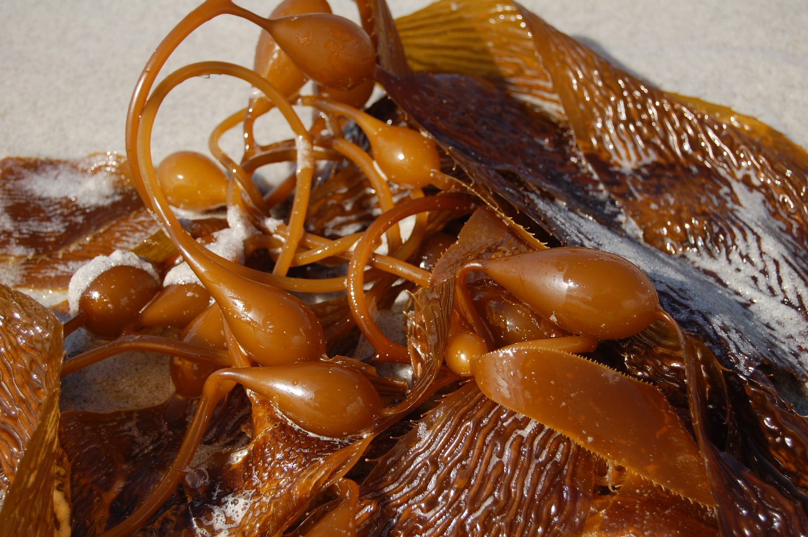 Close-up of amber bull kelp tangled on the sand, glowing in the light