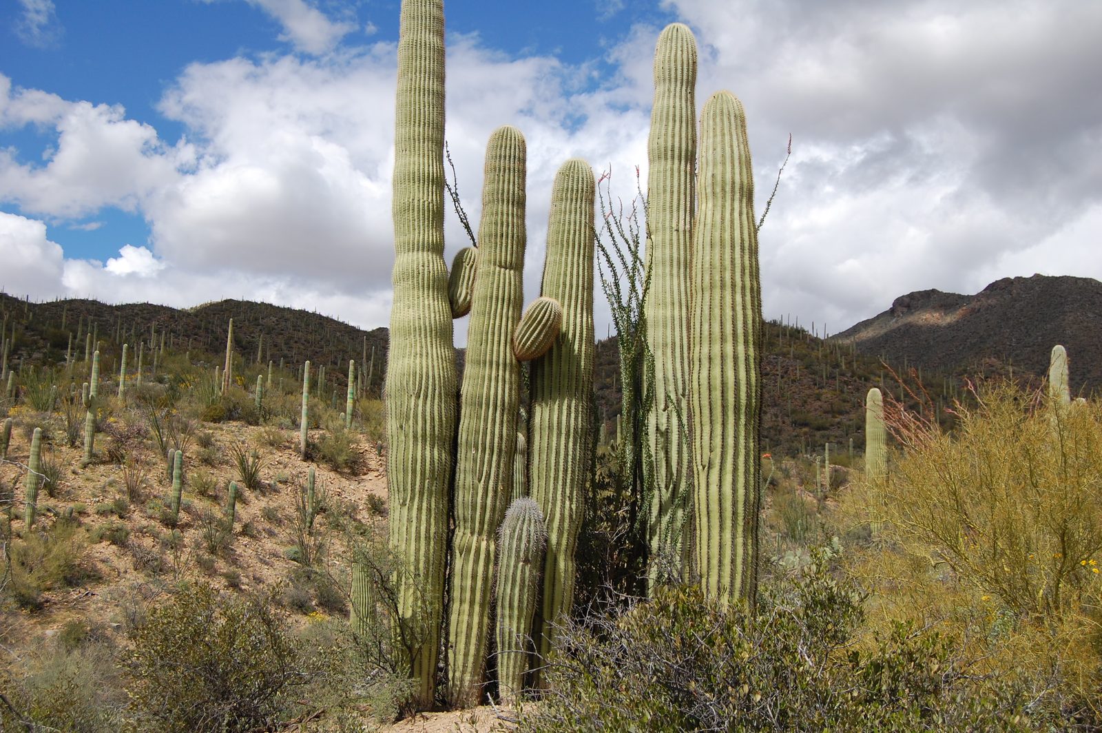 Tall saguaro cacti on a desert hillside under billowing clouds
