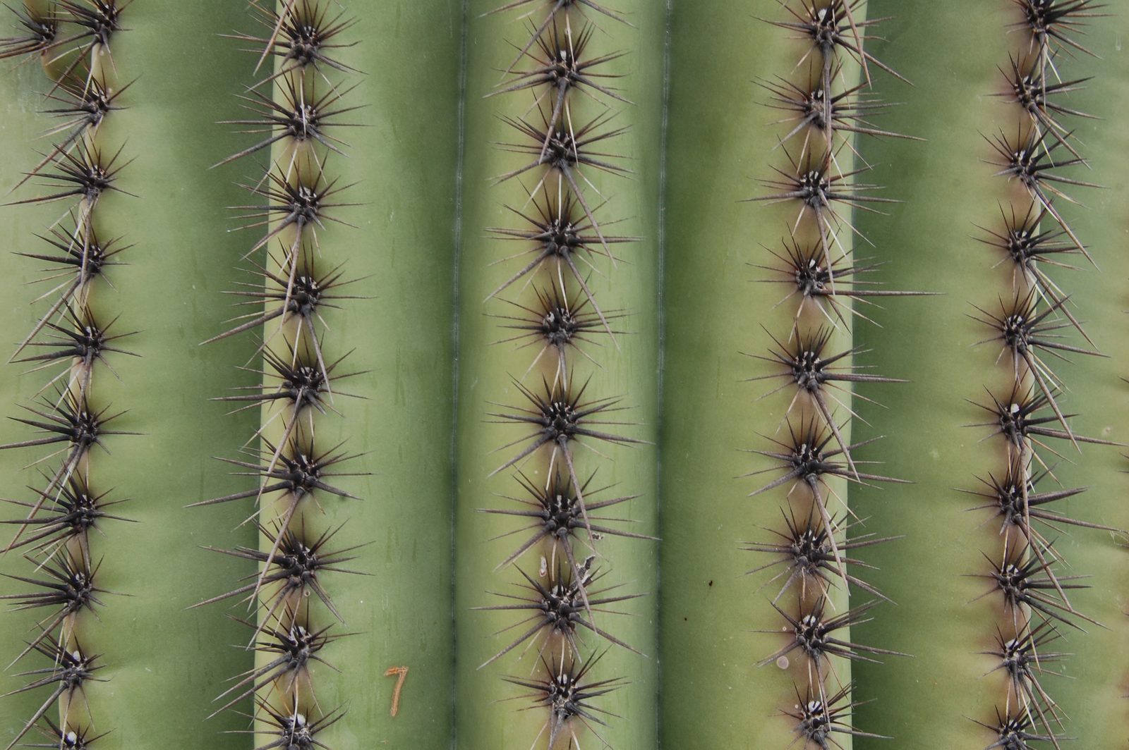 Close-up of the green ribs and dark spines of a saguaro cactus