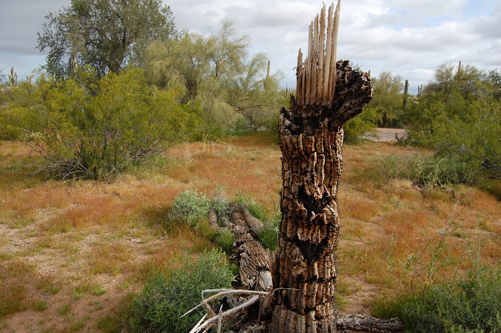The weathered skeleton of a fallen saguaro standing in a green desert after rain
