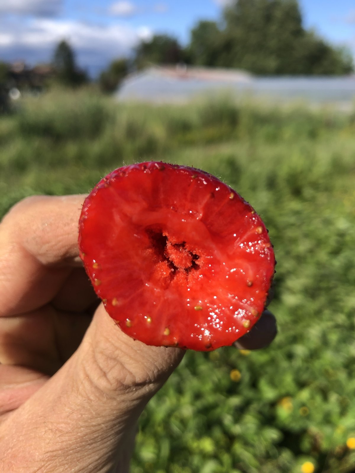 A freshly bitten strawberry held up against a green field and hoop house
