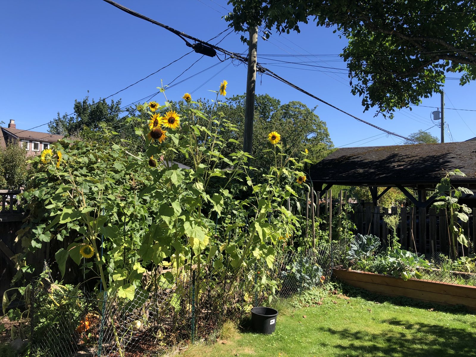 Tall sunflowers towering over a backyard garden under a clear blue sky
