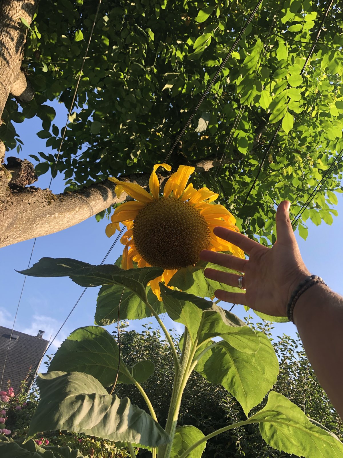 A hand reaching up toward a sunflower taller than the trees around it