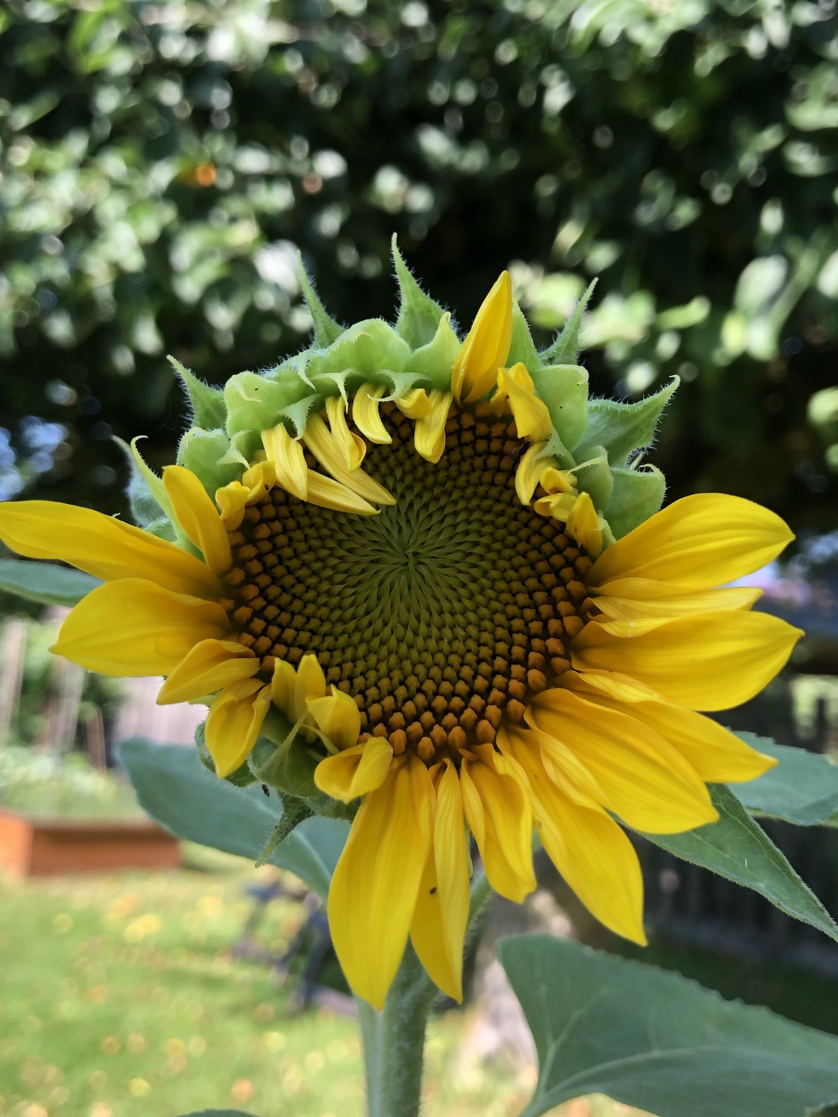 A sunflower head mid-bloom, its petals just beginning to unfurl