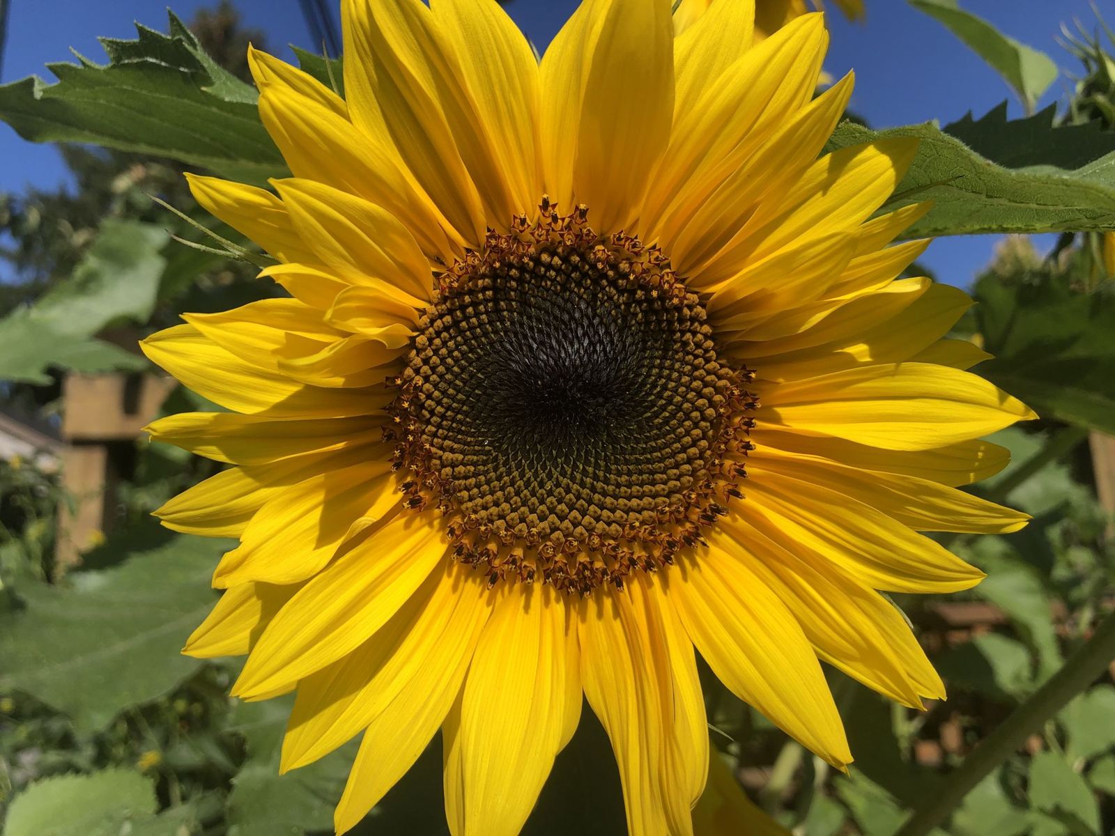 A bright sunflower in full bloom against green leaves