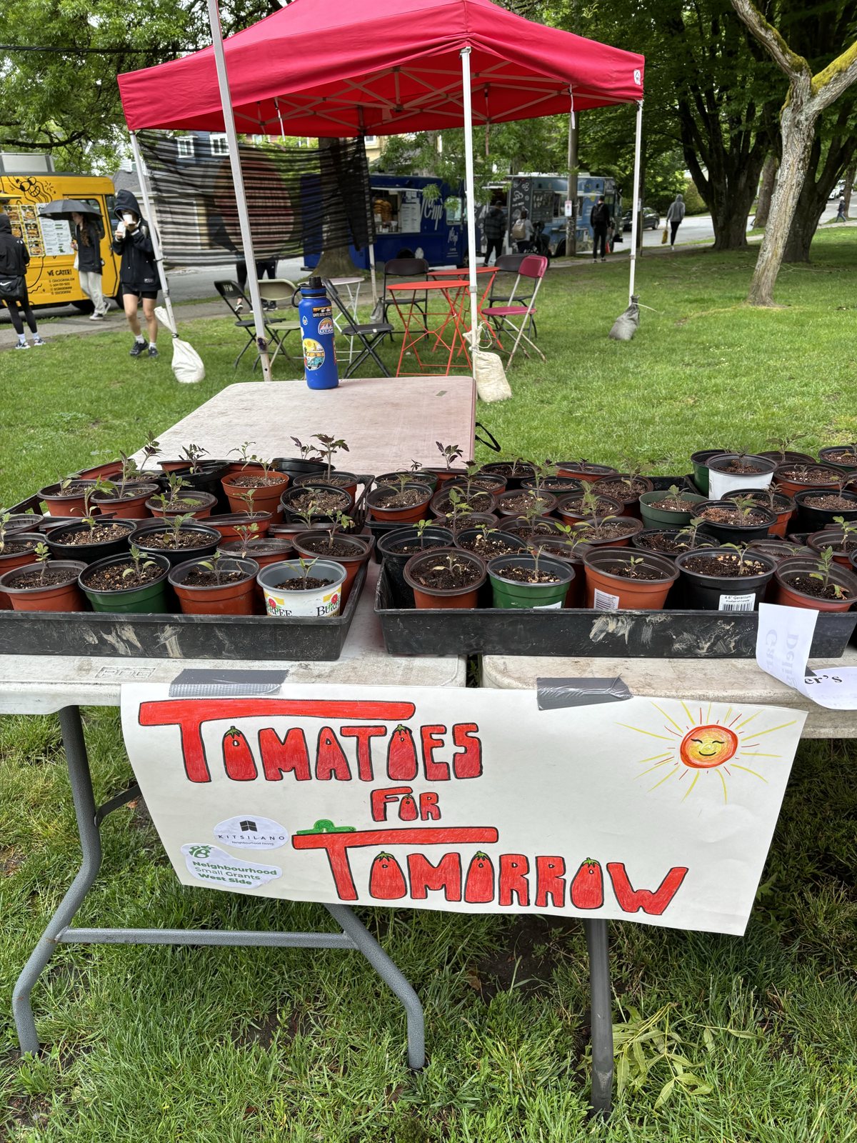 Trays of potted tomato seedlings above a hand-painted Tomatoes for Tomorrow sign