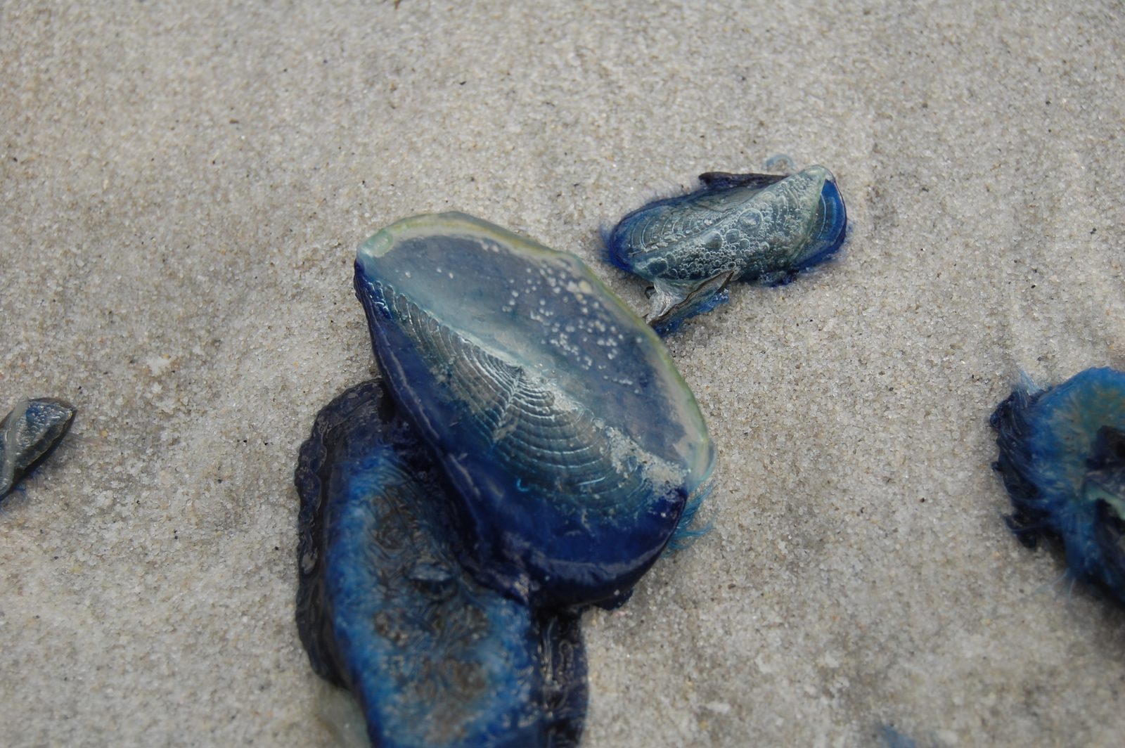 Blue by-the-wind sailors washed up on pale sand
