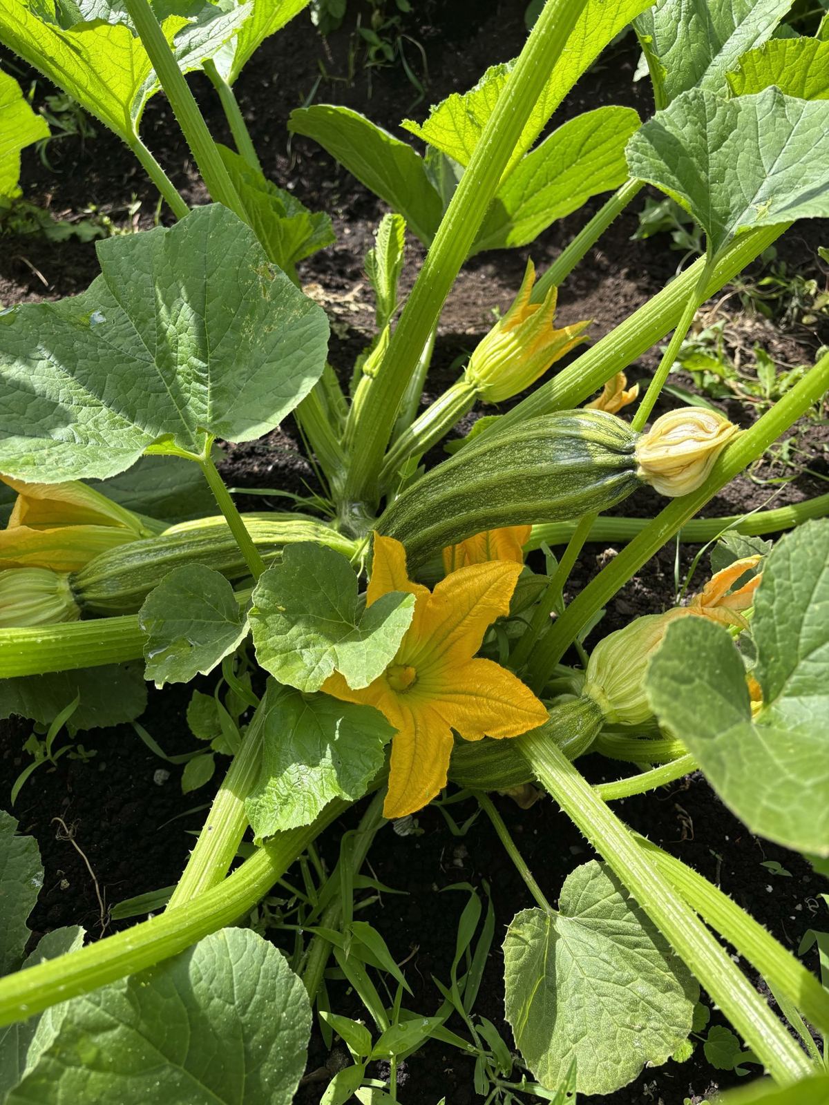 A yellow squash blossom nestled among broad green leaves